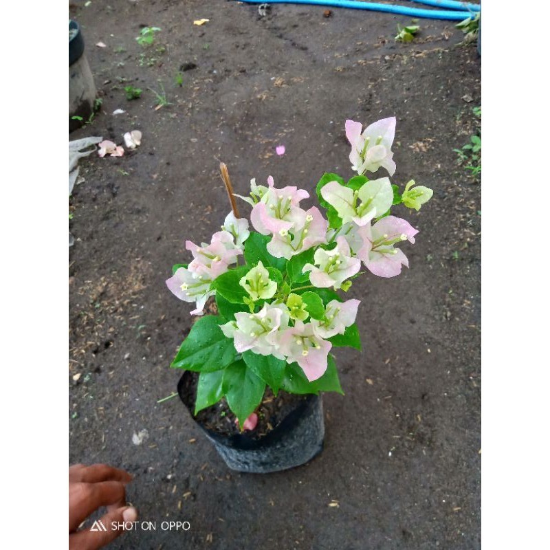 Tanaman hias Bougenvile bengawan solo (Ori bukan sambungan)