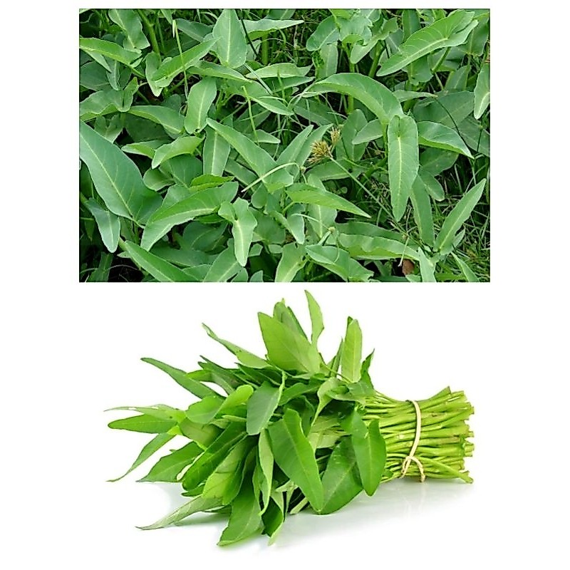 Kangkung Air | Kangkung Ciomas Daun Lebar 1 ikat