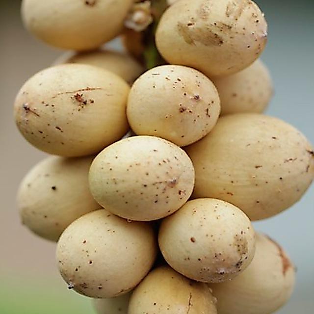 Bibit Langsat Bibit Buah Langsat Super Berkualitas[ SIAP KIRIM ]