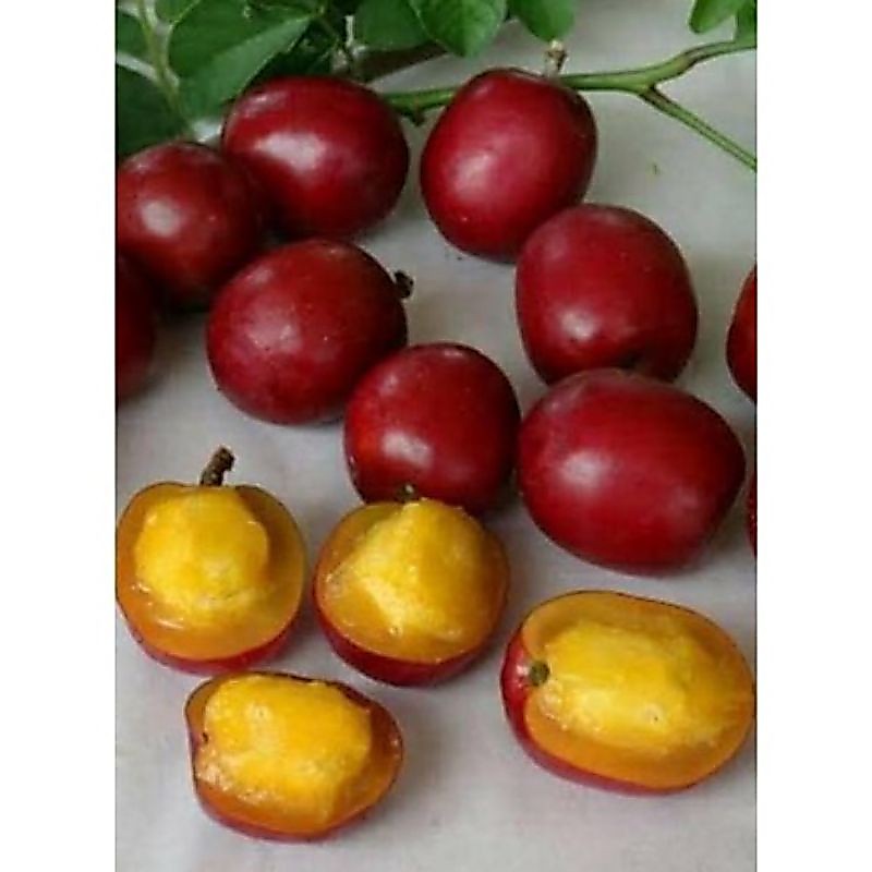 tanaman bibit buah kedondong merah keadaan rimbun