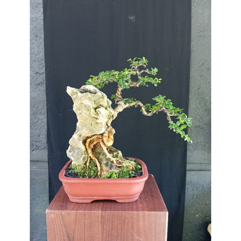 bonsai sisir / kaliage     Berkualitas