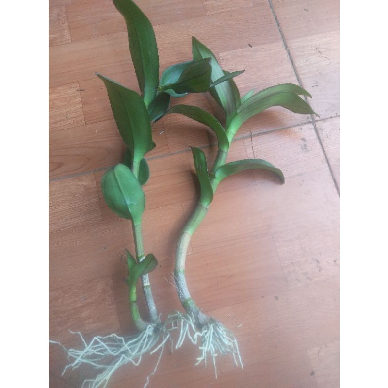 dendro keiki