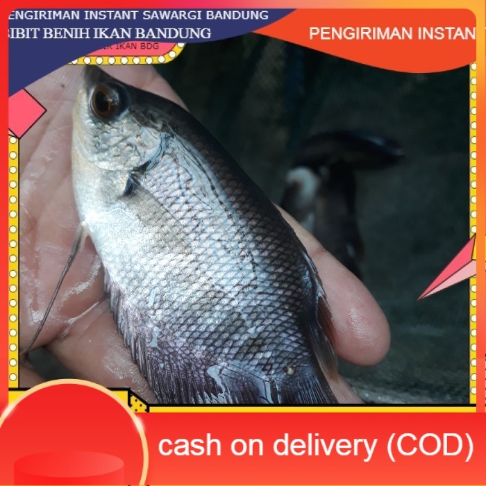 bibit/benih gurame uk 2jari grosir bdg instant BDG COD
