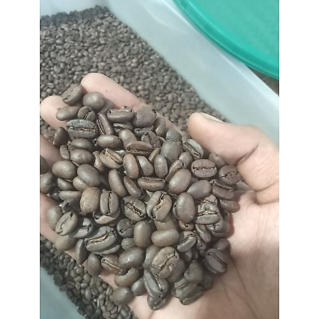 Biji kopi Arabika Roasting medium+