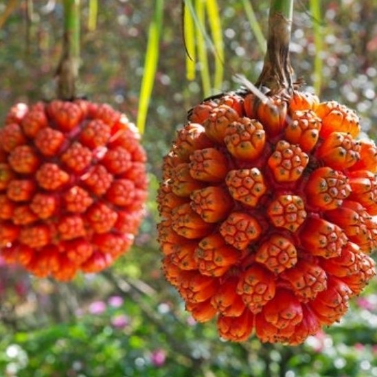 

[AR] Buah Pohon Pandan Laut Segar | Buah Pandan Duri 1Kg