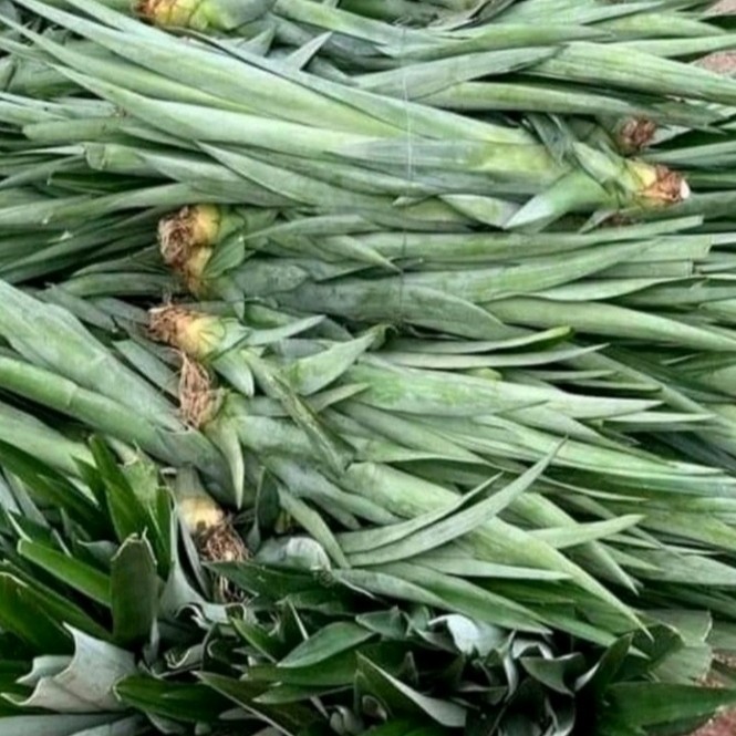 bibit benih tanaman nanas madu