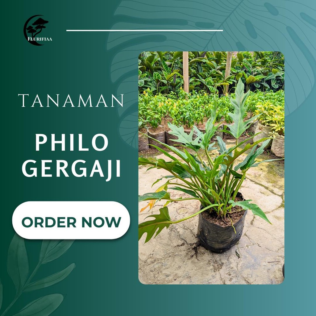Tanaman Philo Gergaji - Tanaman Philo Gergaji – Hias Daun Eksotis & Elegan