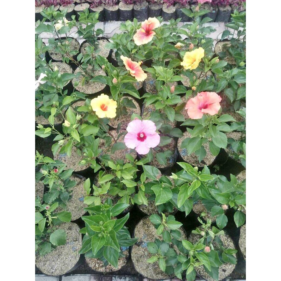 Tanaman Hias Bunga Sepatu Bangkok - Bunga Hibicus Bangkok