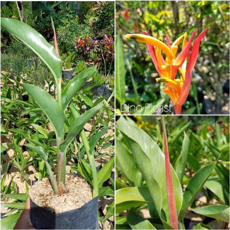 BUNGA HELICONIA - Tanaman Hias Bunga Pisang Pisangan Heliconia Oren