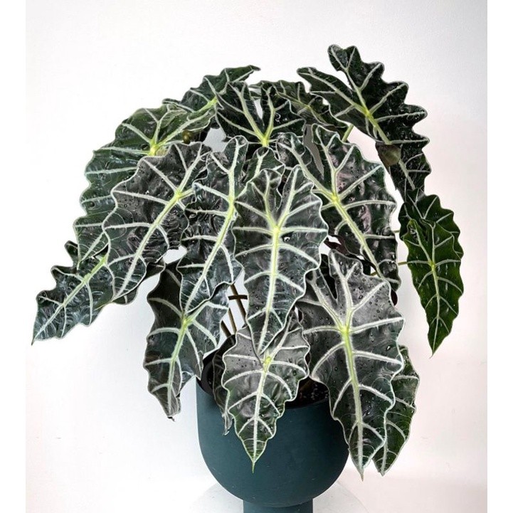 Bunga ALOCASIA AMAZONICA - Tanaman Hias Hidup Alokasia Amazon - Keladi Amazon