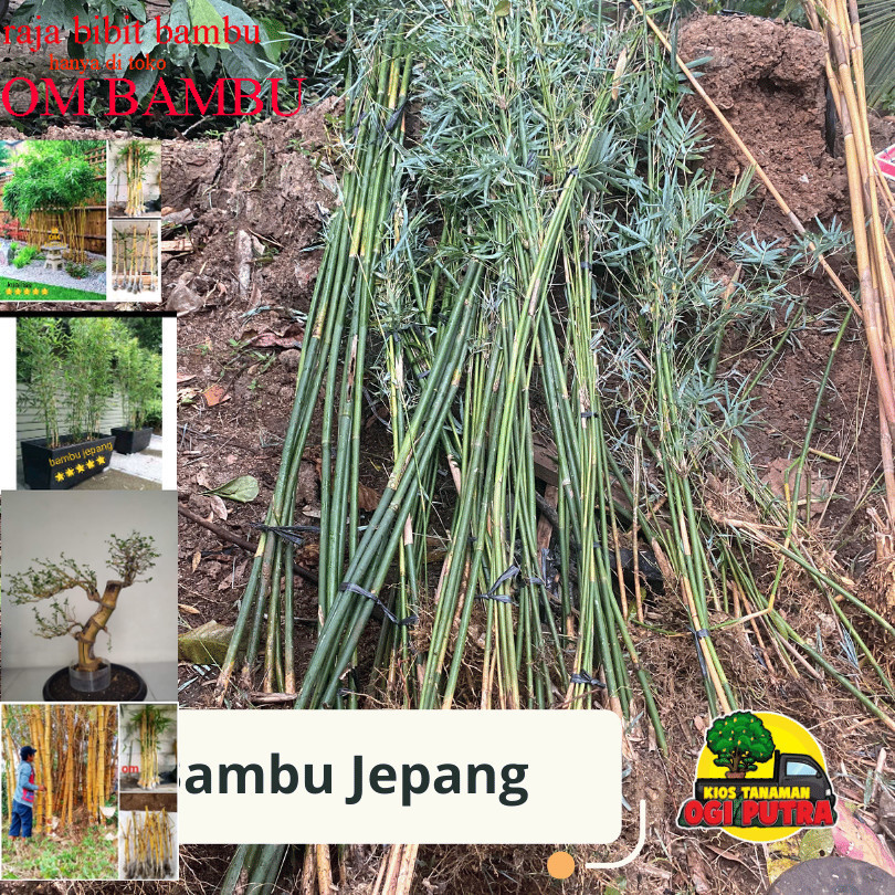 Tanaman bambu jepang sangat cocok untuk pagar hidup