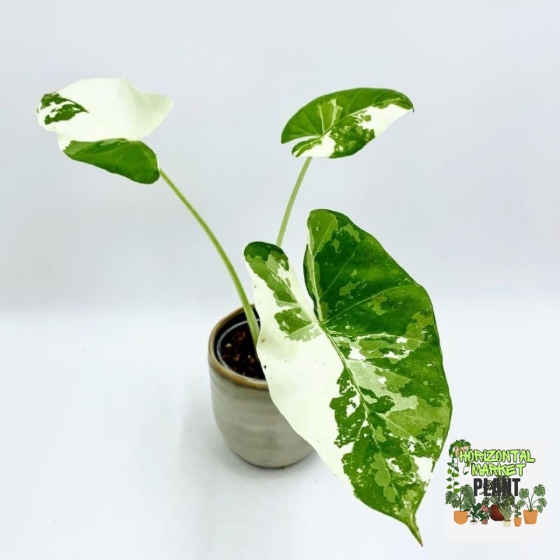 Alocasia sente variegata / keladi talas varigata / Alocasia machrorrhiza variegata