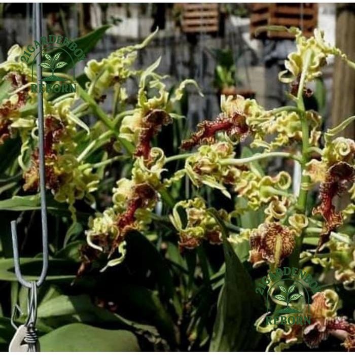 (BISA COD) anggrek dendrobium remaja spectabile .