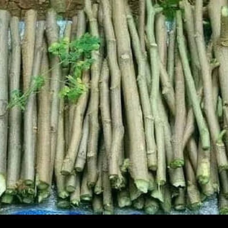 NEW.... Bibit Stek Kelor / Stek Kelor / Bibit Kelor / Kelor