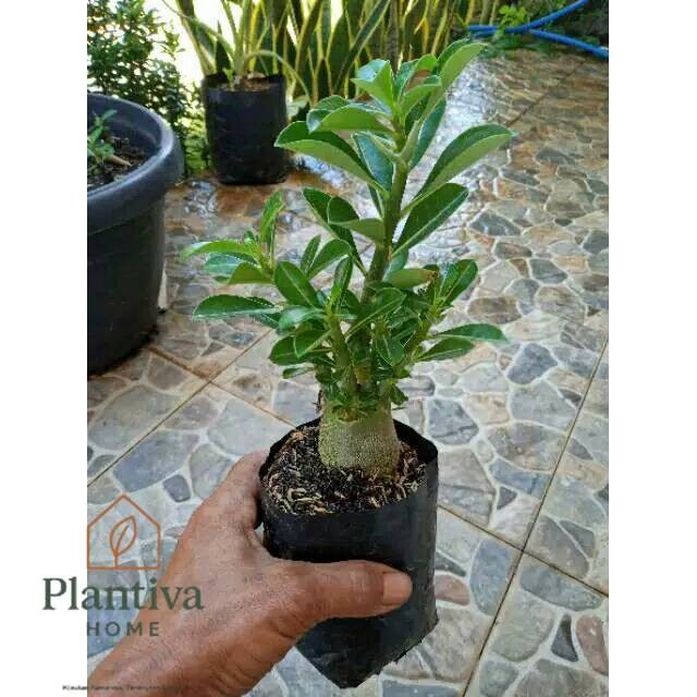 BONSAI ADENIUM ARABICUM-bibit tanaman bonsai adenium arabicum