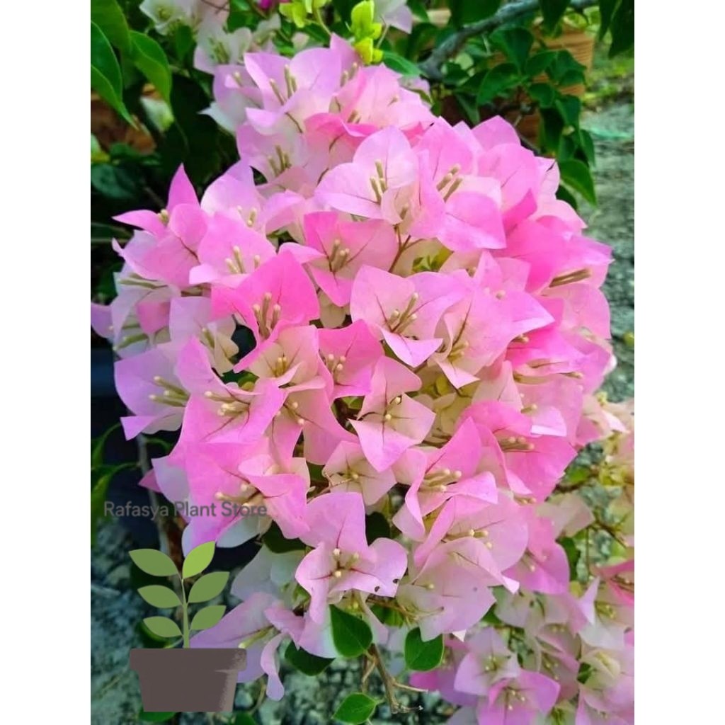 bougenville bengawan solo