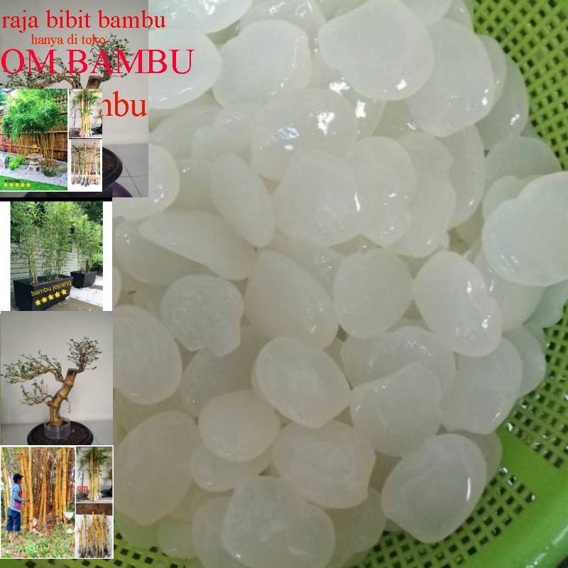 

Kolang kaling segar Kolang kaling super Kolang kaling medan bahan manisan terbaik neto 1kg bersih