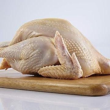 Ayam Kampung Liar Super