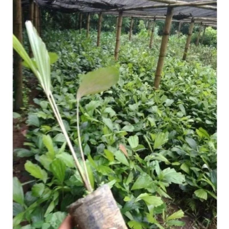 Paket 50 bibit Aren Genjah / Bibit pohon Aren Genjah / Bibit Aren Genjeh Asli 100%