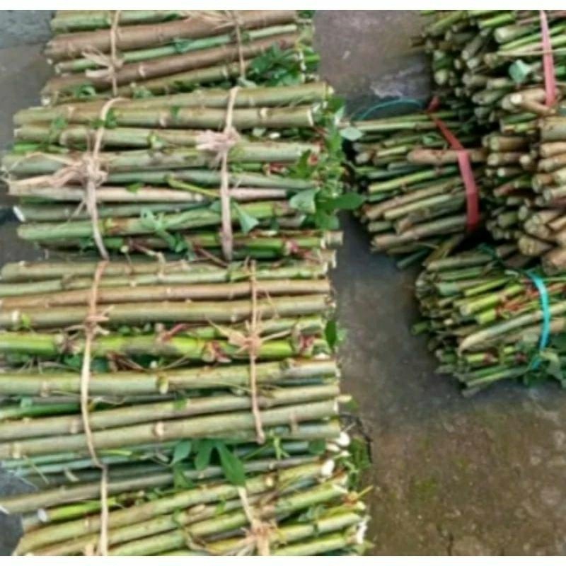 bibit daun singkong papua telo papua siap tanam