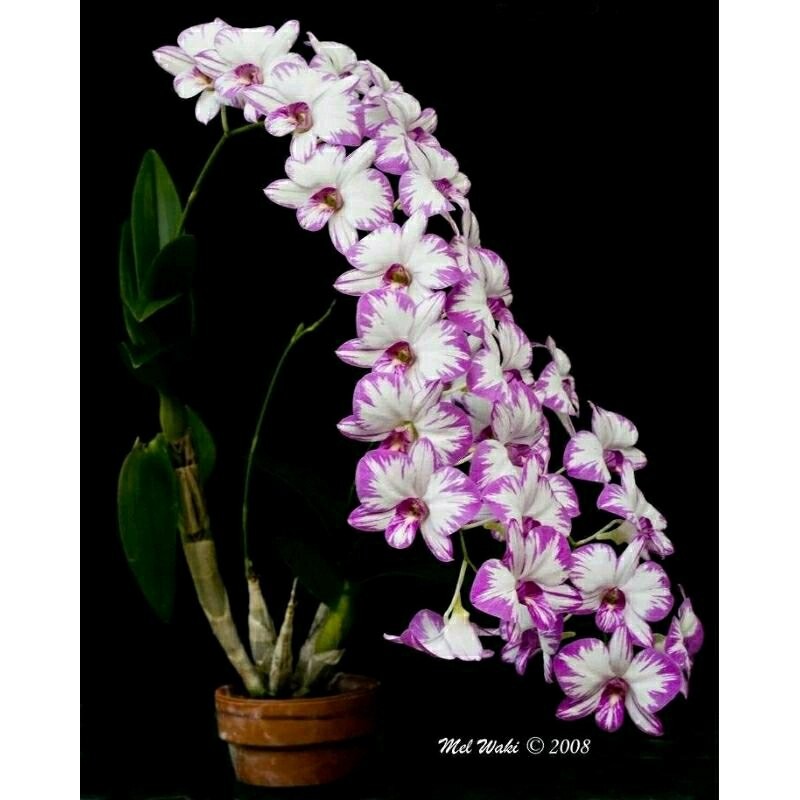 Anggrek Dendrobium Enobi Purple