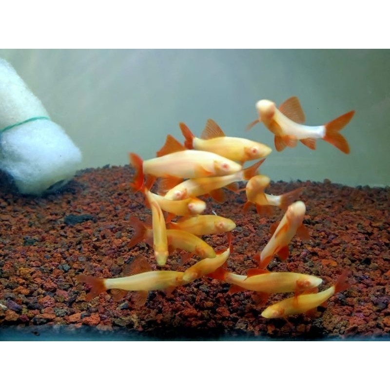 TERLARIS PRODUK GACORRRRR REDFIN ALBINO ALGAE EATER MURAH BERGARANSI SE INDONESIA / PEMAKAN LUMUT / 