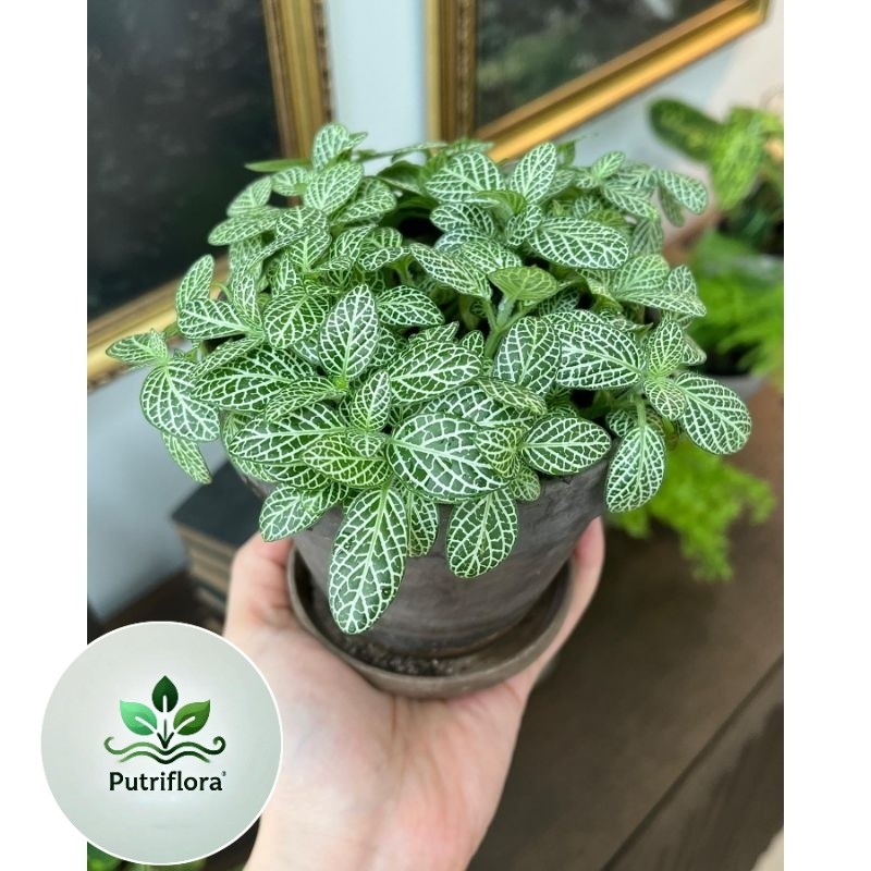 (PROMO) Fittonia mini white vein / fitonia putih kecil / pittonia mutiara mini