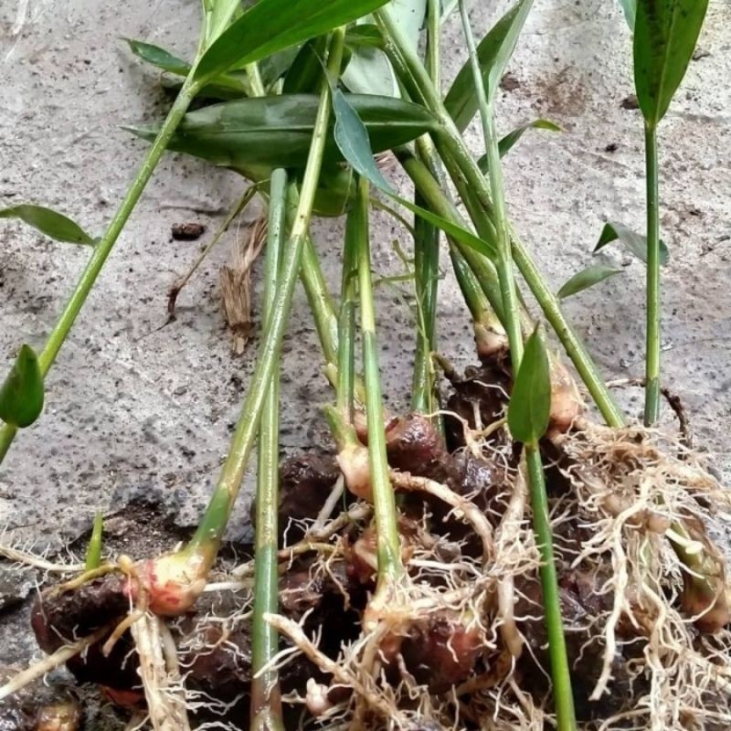 Bibit jahe merah/bibit jahe