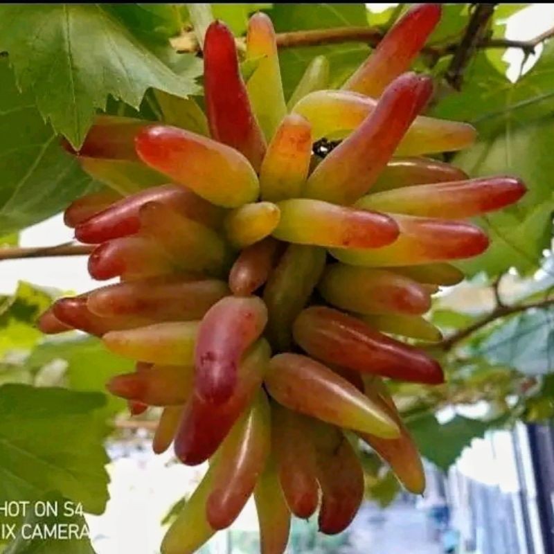 Bibit Anggur Import Helloween Valid Super Cepat Berbuah & Manis