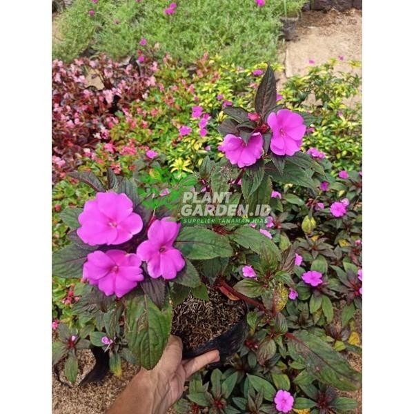 Tanaman Hias Impatiens Walleriana / tanaman hias Pacar air / tanaman hias tenggo
