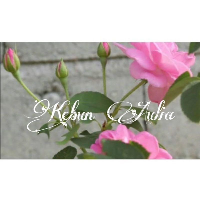 Bibit STEK BATANG Bunga mawar pink
