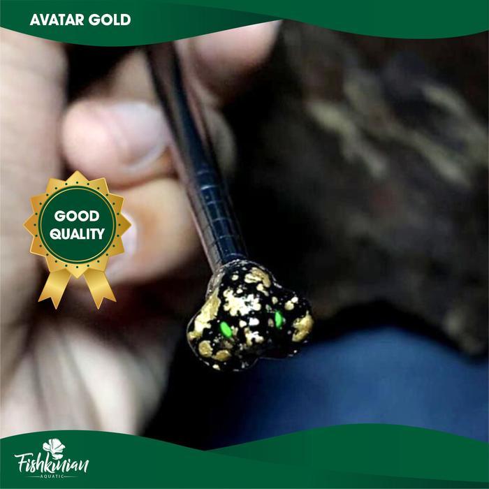 Flaring Stick Ikan Cupang Betta Untuk Flaring/Ngedok - avatar gold