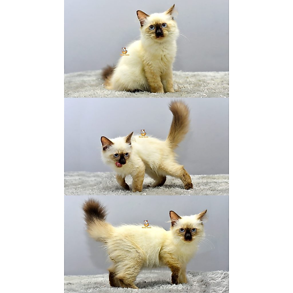 Ello – Kucing Himalaya 3 Bulan Jantan
