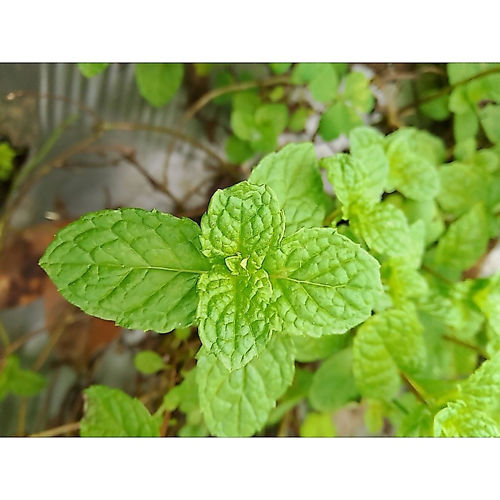 Bibit Daun Mint/Keresmen Untuk lalapan