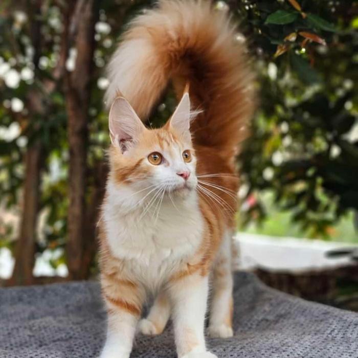 kucing mainecoon jantan 4 bulan red white nonped line ped