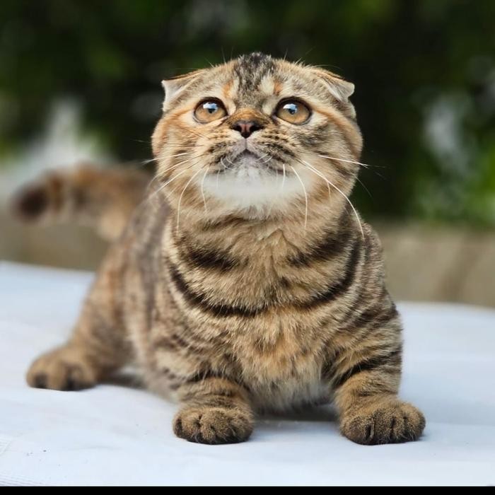 kucing gaelic betina kitten kwalitas gahar ciamik