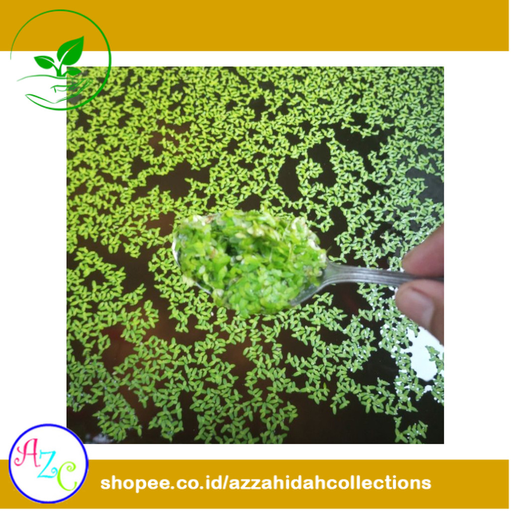 Tanaman Air Mata Lele / Lemna / Duckweed | Pakan Alternatif azc-ppp