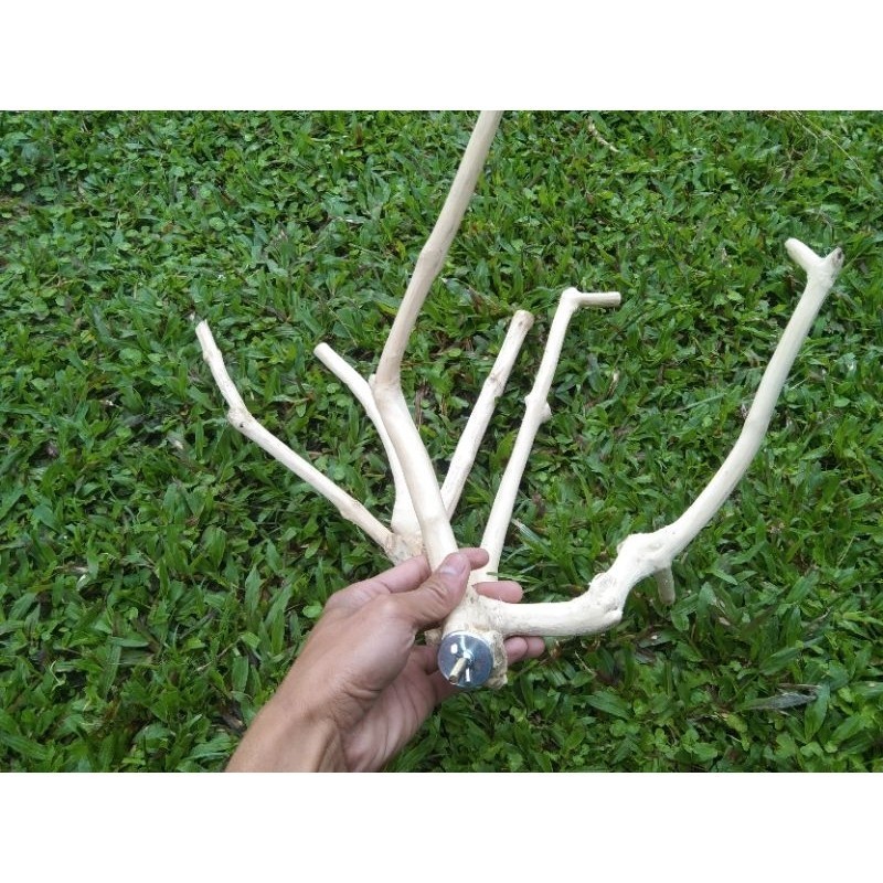 

tangkringan SG medium kayu kopi