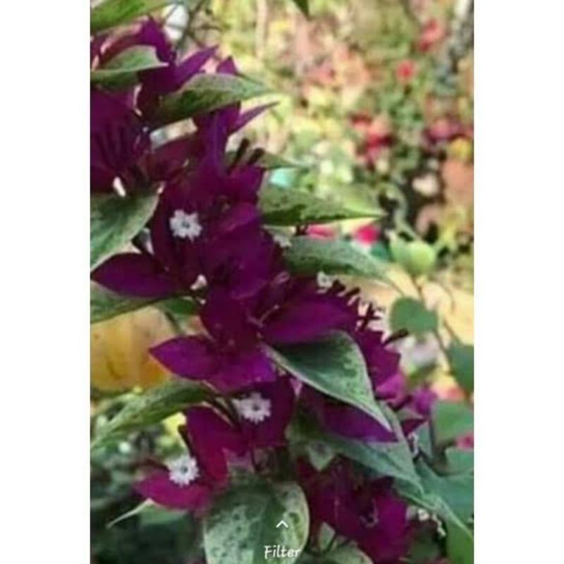 (PTR-FLORA) Bougenville Singapore fariegata ungu