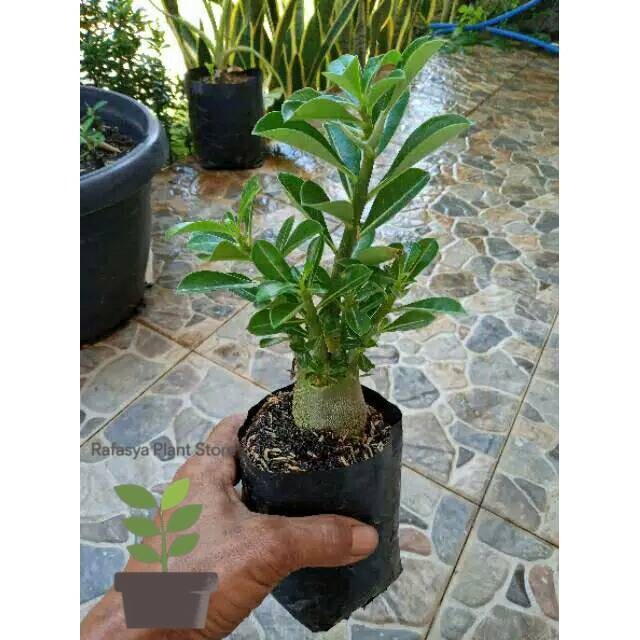 BONSAI ADENIUM ARABICUM-bibit tanaman bonsai adenium arabicum