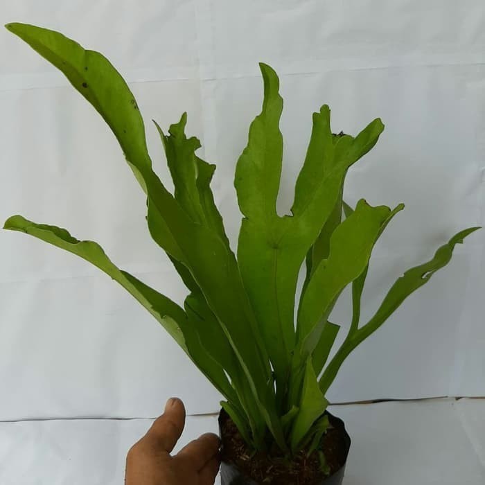 KADAKA TANDUK RUSA TANAH-tanaman kadaka tanduk rusa dengan media tanah