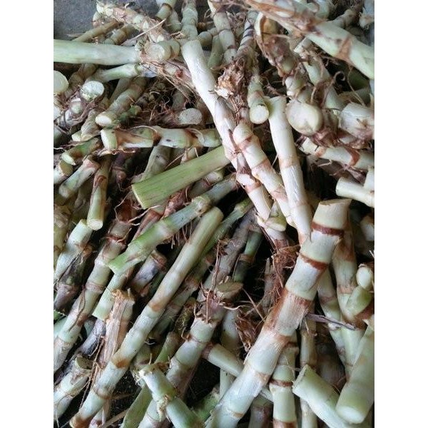 Bibit Tanaman Rumput Odot Super - Bibit Rumput Odot per stek