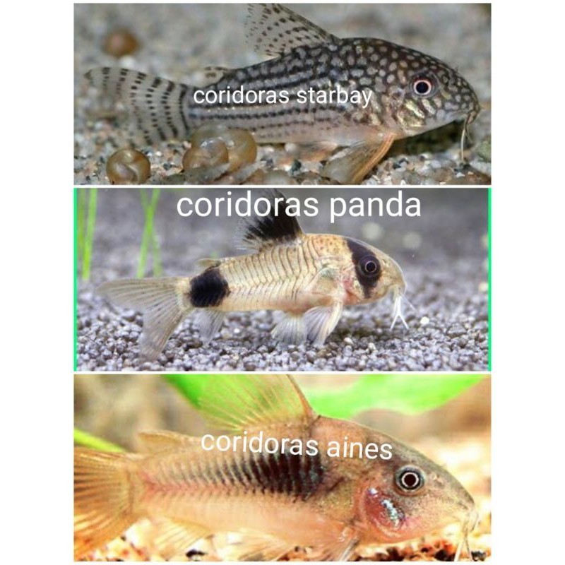 Ikan hias corrydoras albino tikus putih coridoras aines starbay panda FISHFARM