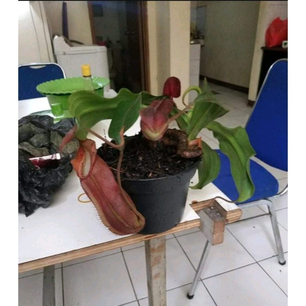 Tanaman hias Kantong Semar nepenthes
