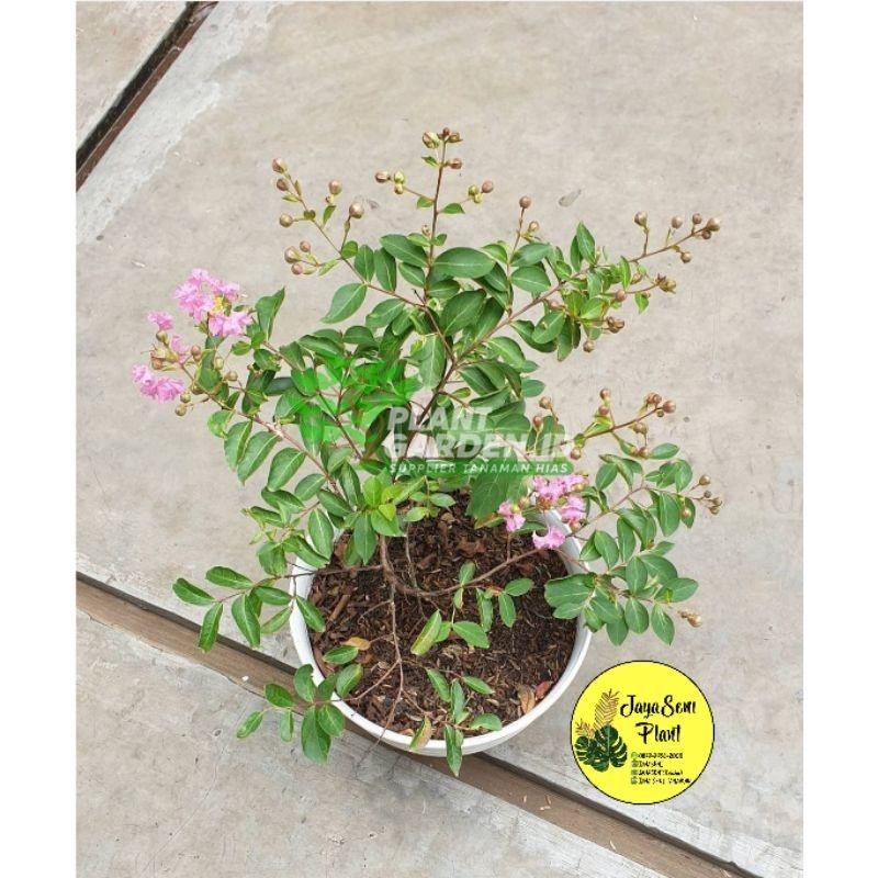 TERMURAH TANAMAN HIAS BUNGA SAKURA BUNGUR + POT PUTIH