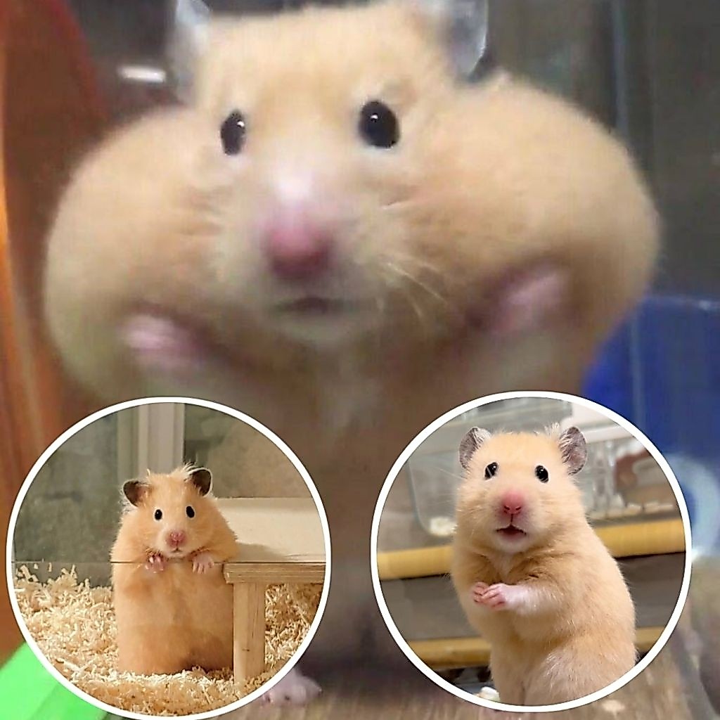 Hamster Jinak syrian Gen BigBone