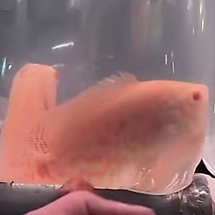 PAKET OSCAR ALBINO  TIGER UKURAN 8-10 CM ISI 2 EKOR