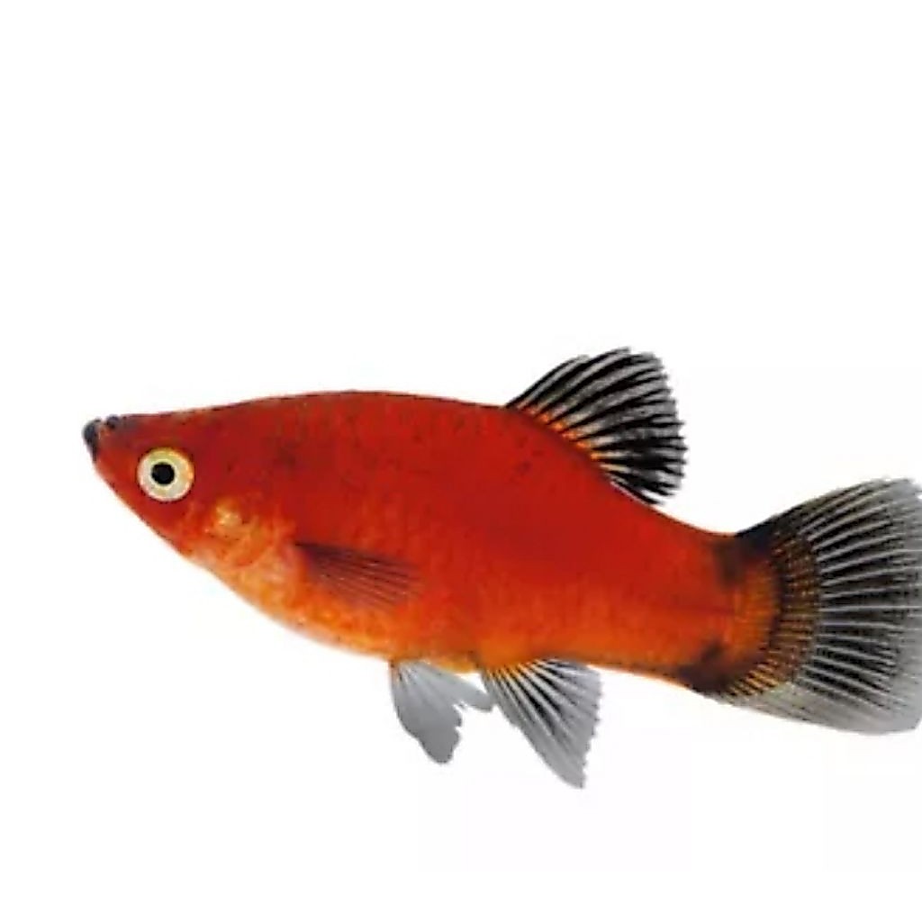 Larutan Ketapang dan hydrilla isi 4n4kan platty S+ mix campur jenis sunset,kohako,Sanke dan slayer