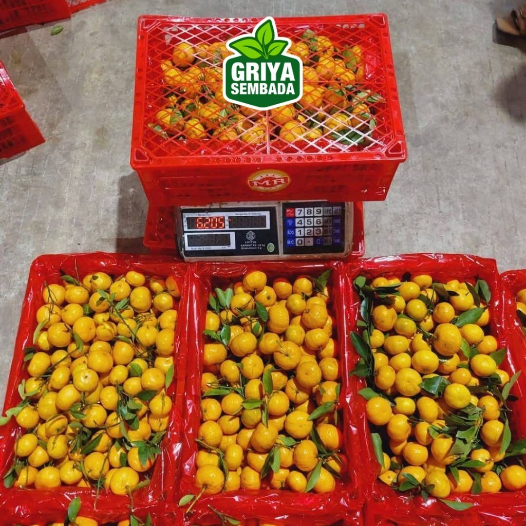 

Instant JERUK SANTANG MITSHUI 1 KERANJANG 6kg Griya Sembada Griya Sembada