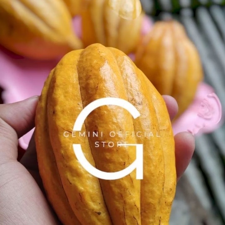 

Terbaik Buah Kakao / Buah coklat tua/matang segar Herbal Store_28